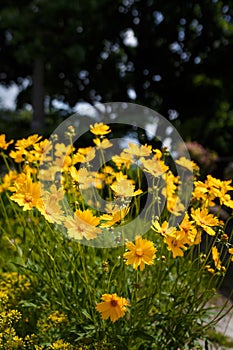 Beautiful bright yellow perennial tickseed flowers or coreopsis lanceolata from asteraceae family. Summer flower bed. Soft focused