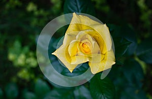 Beautiful bright yellow rose `Royal Gold` with green leaf on blurred green background