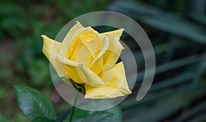 Beautiful bright yellow rose `Royal Gold` with green leaf on blurred green background