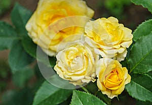 Beautiful bright yellow roses with green leaf in sunshine on blurred green background. Selective focus.