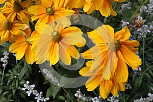 Beautiful, Bright Yellow and Small White Flowers with Some Leaves