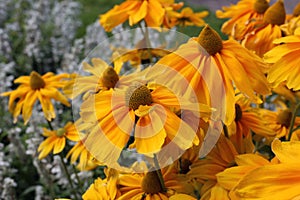 Beautiful, Bright Yellow and Small White Flowers with Some Leaves