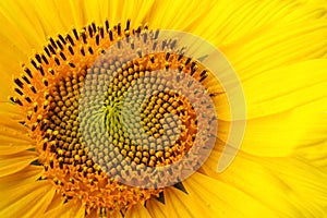 Beautiful bright yellow sunflower as background, closeup