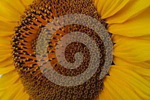 Beautiful bright yellow sunflower as background, closeup