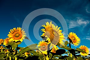 Beautiful bright yellow sunflowers photo