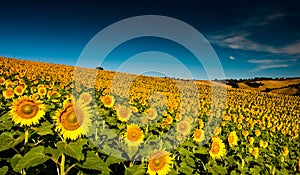 Beautiful bright yellow sunflowers photo