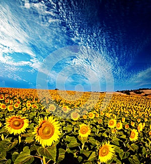 Beautiful bright yellow sunflowers photo