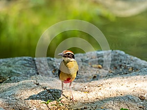 Beautiful brightly multiple colors bird perching on rock in nature Thailand photo