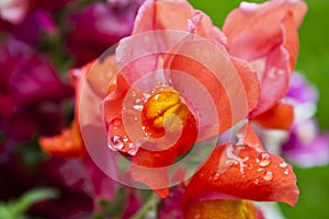 Beautiful Brilliant Red Snapdragons in the Rain