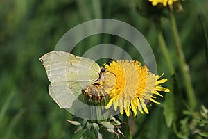 A beautiful Brimstone Butterfly Gonepteryx rhamni nectaring on a Dandelion flower Taraxacum