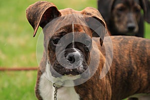 Beautiful brindle boxer puppy staring into distance.