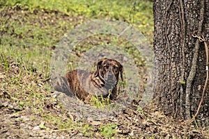 Beautiful brindle hound dog lying in the grass with its leash tied to a tree