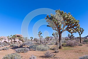 Beautiful bristled tree in desert plains of Joshua Tree National Park, California USA.