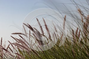 Beautiful bristlegrass blowing with the wind