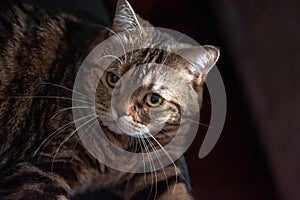 Beautiful british cat poses for the photographer