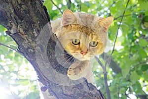 A beautiful British cat in a tree looks on with curiosity. Close-up of a golden chinchilla