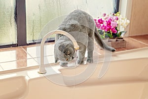 Beautiful British Short Hair Cat Drinking Water From A Tap