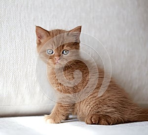 Beautiful british short hair kitten