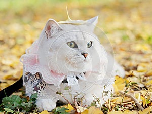 Beautiful British shorthair cat with lace necklet and a ginkgo biloba leaf on head lying on autumn ground