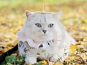 Beautiful British shorthair cat with lace necklet and a ginkgo biloba leaf on head lying on autumn ground