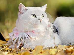 Beautiful British shorthair cat with lace necklet lying on autumn ground