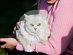 Beautiful British shorthair cat with lace necklet in woman`s arm
