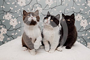 Beautiful British Shorthair kittens