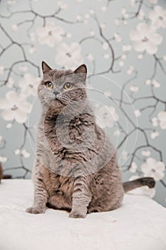 Beautiful British Shorthair kittens