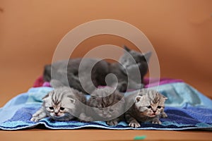 Beautiful British Shorthair kittens