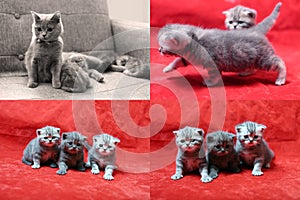 Beautiful British Shorthair kittens on red background, PIP picture in picture, four screens