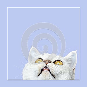 Beautiful british silver shorthair cat looks up