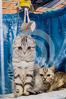 Beautiful British striped cat with a kitten