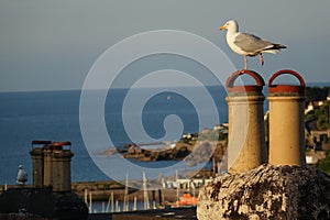 Beautiful Brixham seascape with a seagull on a chimney in Brixham Devon looking out to sea