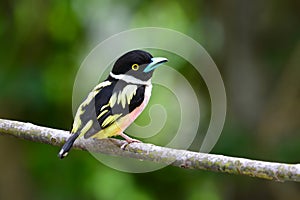 Black-and-Yellow Broadbill Bird photo