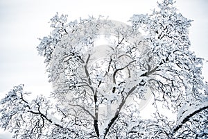 Beautiful broadleaf tree with snow and ice, sunshine on white sky