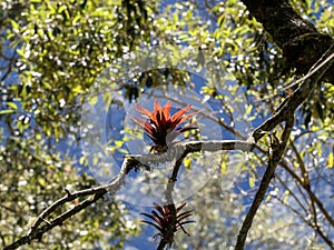 The Beautiful bromeliad calyxes on a large tree. Colombia