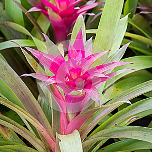 Beautiful Bromeliad flower in the garden