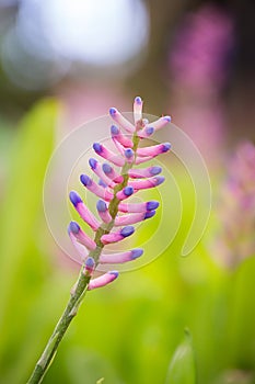 Beautiful Bromeliad flower in the garden