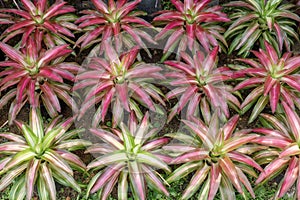 Beautiful Bromeliad Leaves plants pattern for background