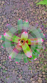 Beautiful bromeliads Stunning