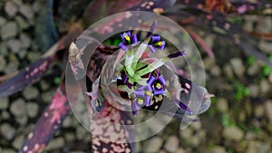 Beautiful bromeliads Stunning