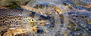 Beautiful brook trout caught during fly fishing.