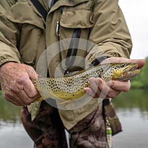 Beautiful brook trout caught during fly fishing