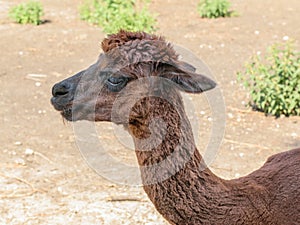 Beautiful brown Alpaca in the background of the countryside.