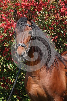 Beautiful brown andalusian stallion in front of red blossoms