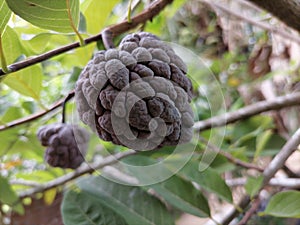 A beautiful brown anona fruit on a branch of anona tree. photo