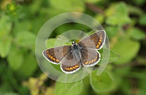 A beautiful Brown Argus Butterfly, Aricia agestis, perching on a plant in a meadow.