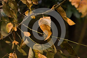 Beautiful brown autumn leaves on a tree branch