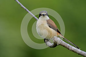 Beautiful brown back to grey head bird making its puffy feathers