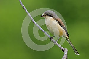 Beautiful brown back to grey head bird perching on wood stick over blur green background in nature, Burmese Shrike